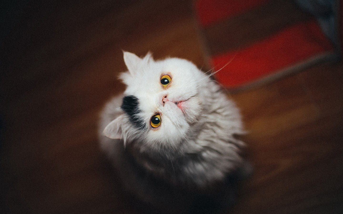 铲屎官专用 萌宠喵星人高清电脑壁纸