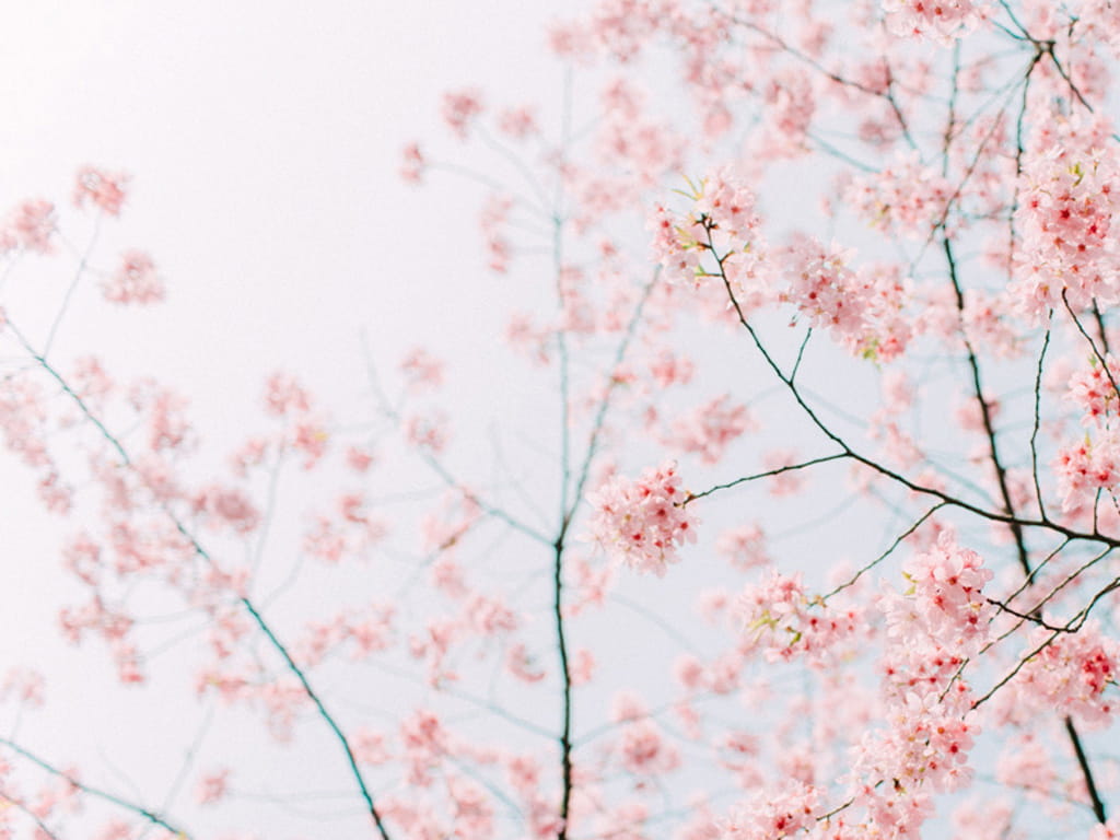 樱花 高清护眼电脑壁纸下载