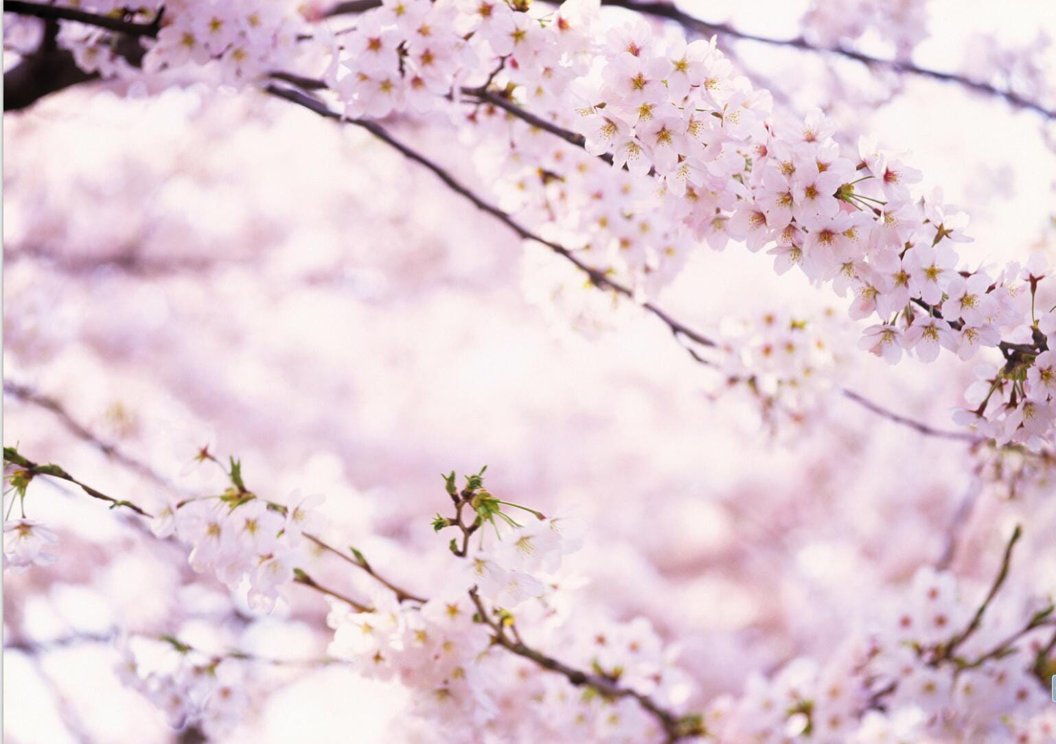 樱花 高清护眼电脑壁纸下载