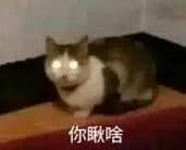 超级可的猫咪表情包下载