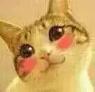 超级可的猫咪表情包下载