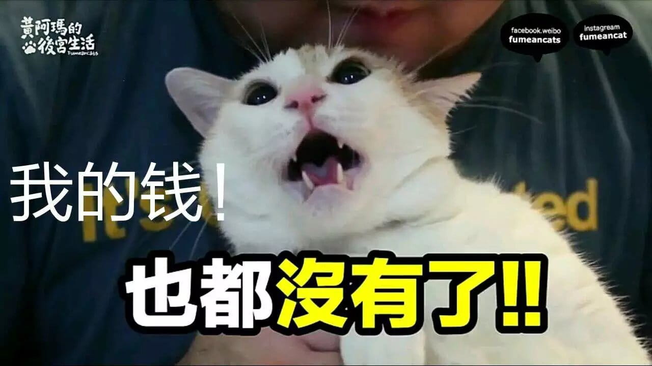 超级可的猫咪表情包下载