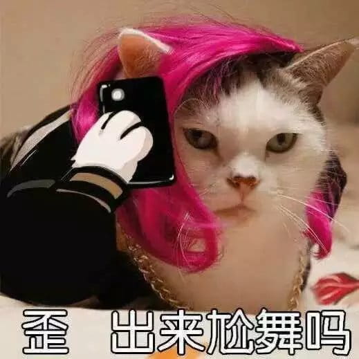 超级可的猫咪表情包下载