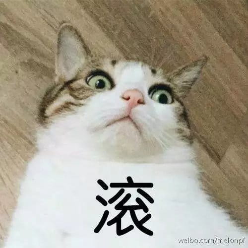 超级可的猫咪表情包下载
