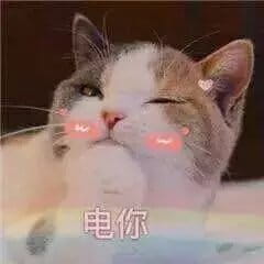 超级可的猫咪表情包下载