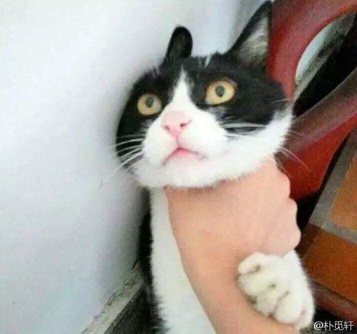 超级可的猫咪表情包下载