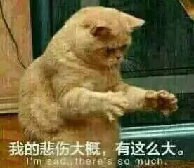 超级可的猫咪表情包下载