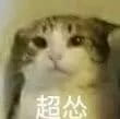 超级可的猫咪表情包下载