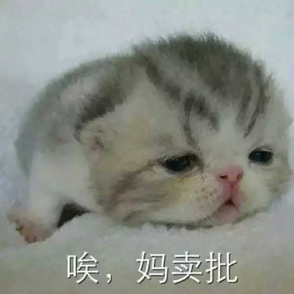 超级可的猫咪表情包下载