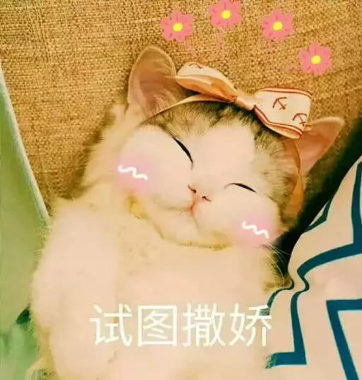 超级可的猫咪表情包下载