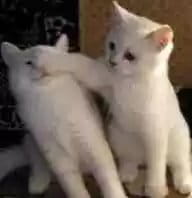 超级可的猫咪表情包下载