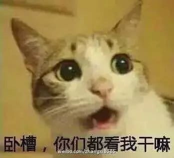 超级可的猫咪表情包下载