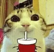 超级可的猫咪表情包下载