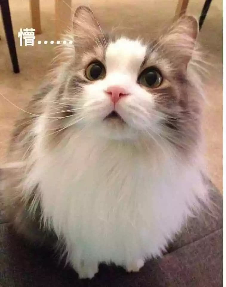 超级可的猫咪表情包下载