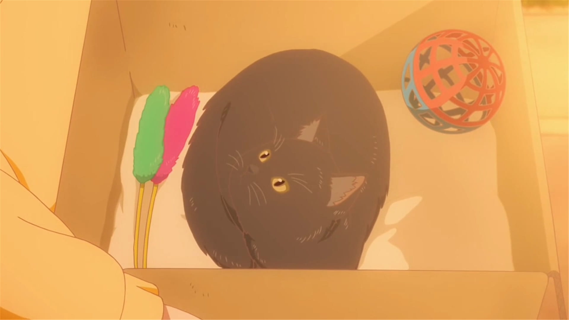 新海诚 她和她的猫 猫咪动漫电脑壁纸下载