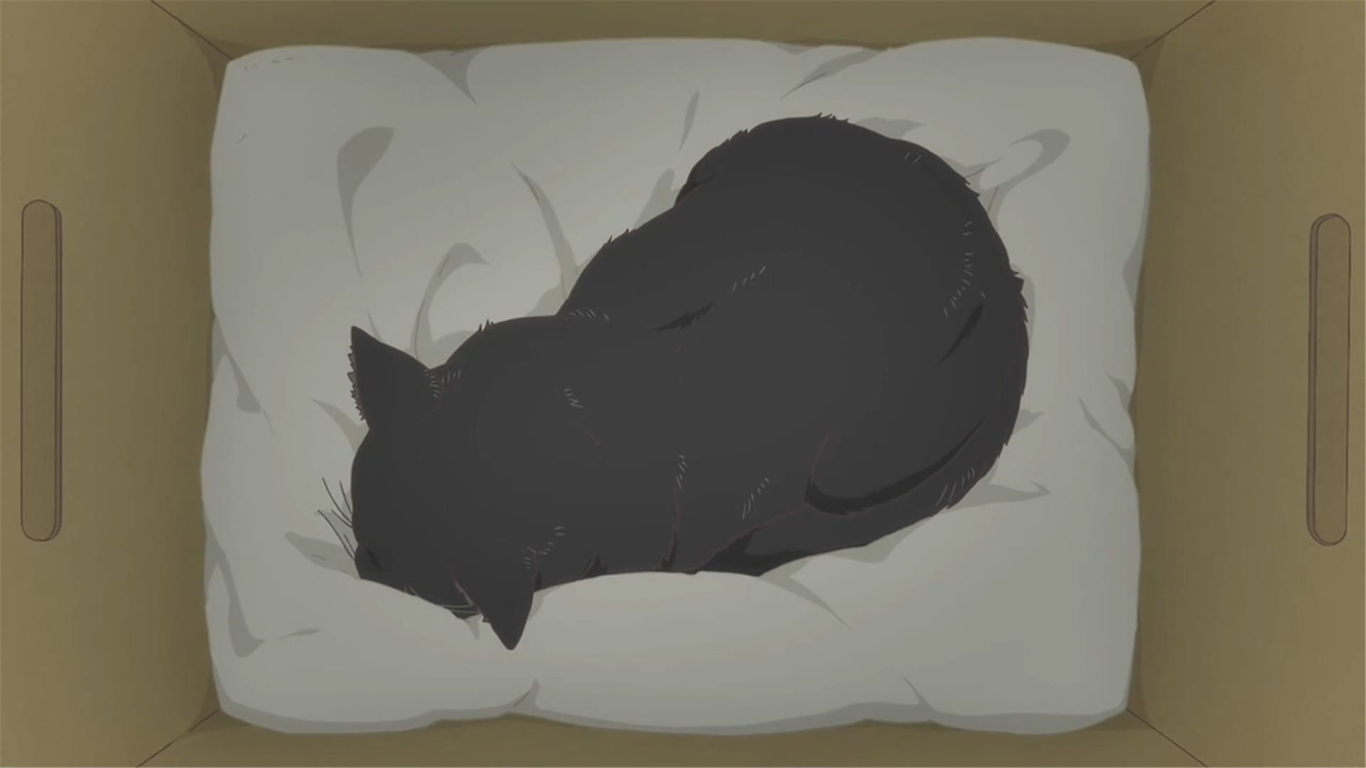 新海诚 她和她的猫 猫咪动漫电脑壁纸下载