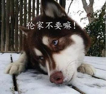 哈士奇系列趣味表情包 藐视一切的物种