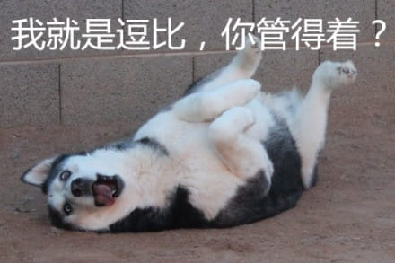 哈士奇系列趣味表情包 藐视一切的物种