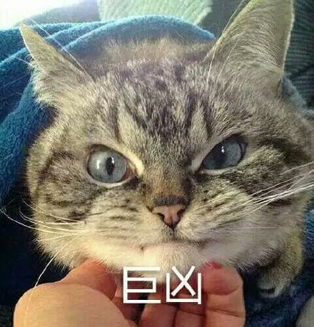 猫咪超凶 世界最凶的猫咪表情包