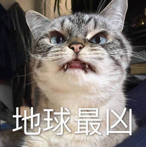 猫咪超凶 世界最凶的猫咪表情包