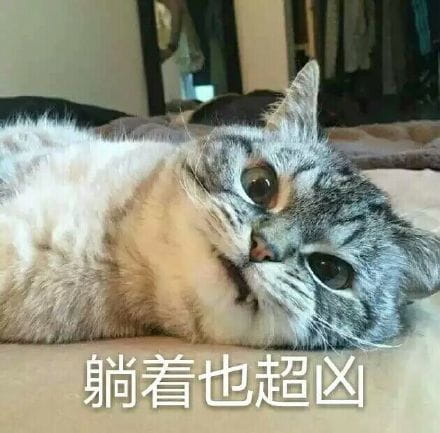 猫咪超凶 世界最凶的猫咪表情包