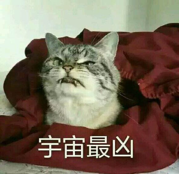 猫咪超凶 世界最凶的猫咪表情包