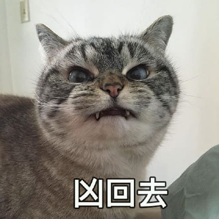 猫咪超凶 世界最凶的猫咪表情包