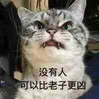 猫咪超凶 世界最凶的猫咪表情包