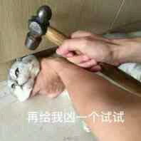 猫咪超凶 世界最凶的猫咪表情包