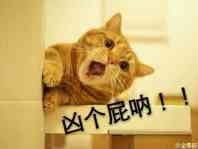 猫咪超凶 世界最凶的猫咪表情包