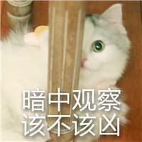 猫咪超凶 世界最凶的猫咪表情包
