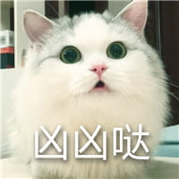猫咪超凶 世界最凶的猫咪表情包