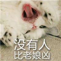 猫咪超凶 世界最凶的猫咪表情包