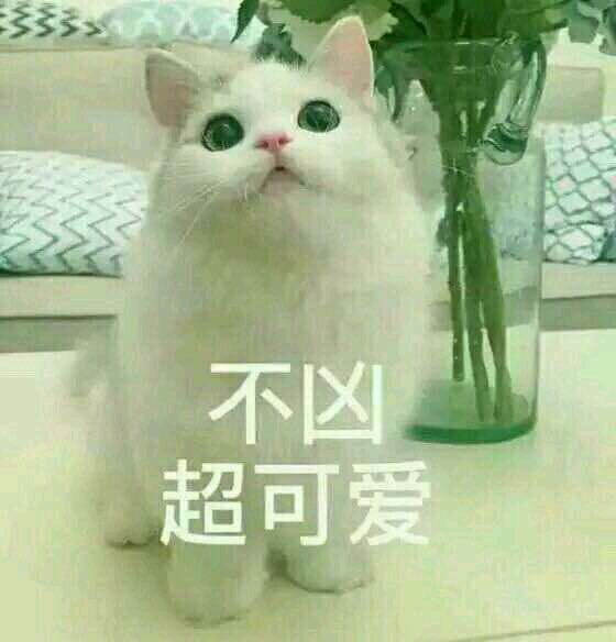 猫咪超凶 世界最凶的猫咪表情包