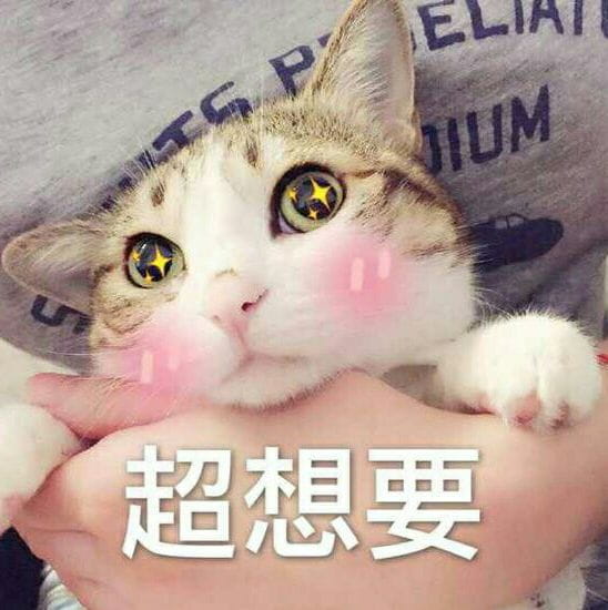 超可爱猫咪系列表情包 撒个娇萌死你