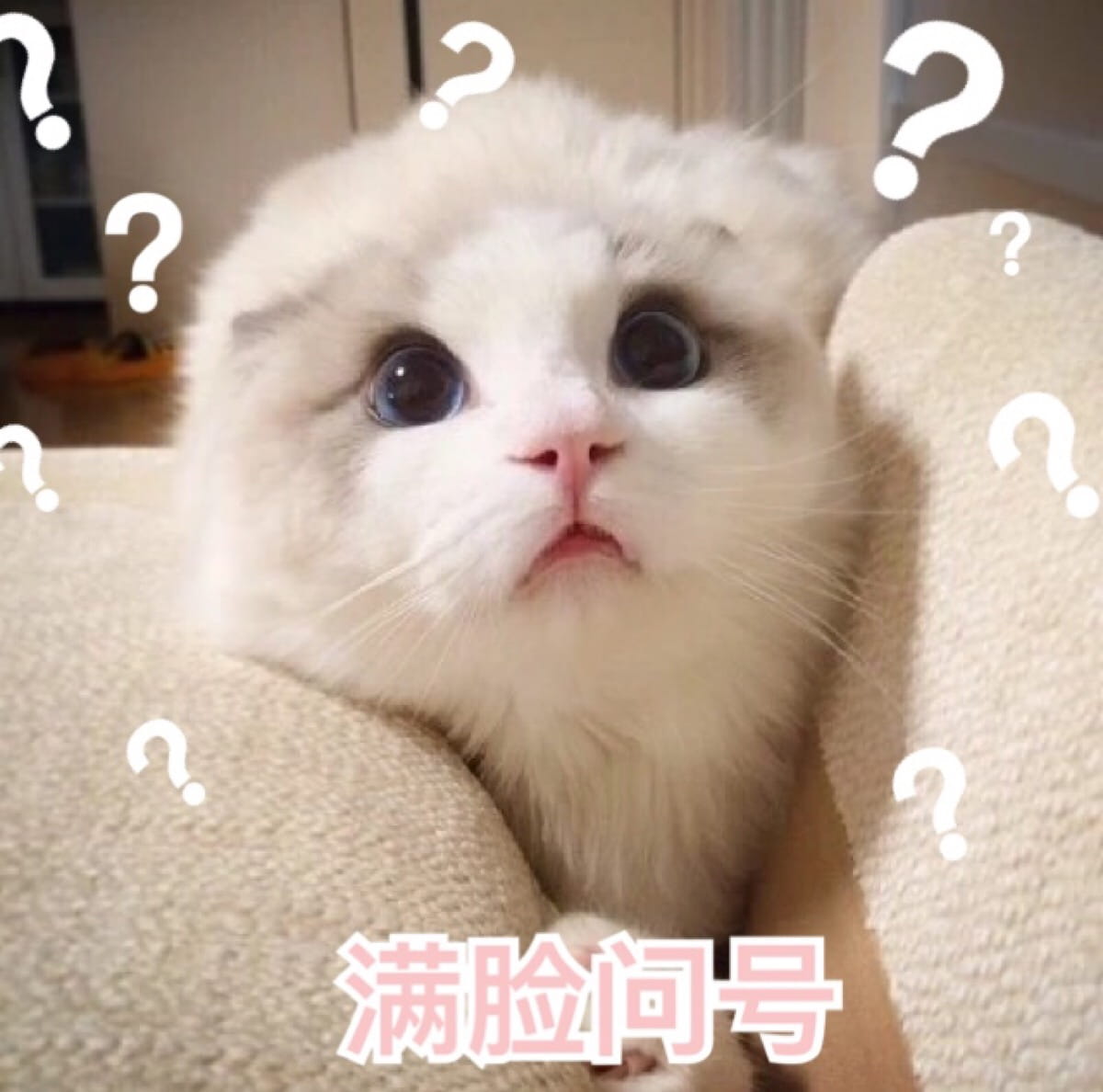 超可爱猫咪系列表情包 撒个娇萌死你