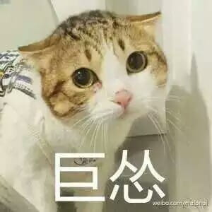 超可爱猫咪系列表情包 撒个娇萌死你