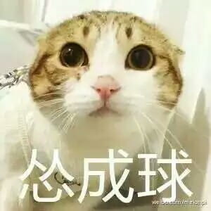 超可爱猫咪系列表情包 撒个娇萌死你