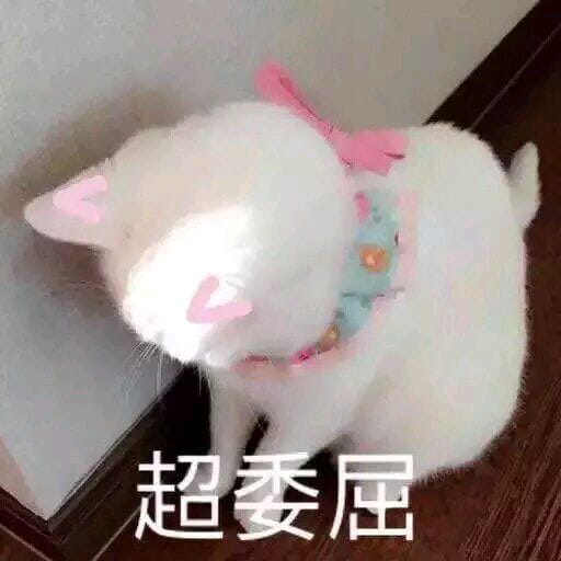 超可爱猫咪系列表情包 撒个娇萌死你