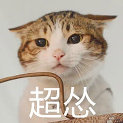 超可爱猫咪系列表情包 撒个娇萌死你