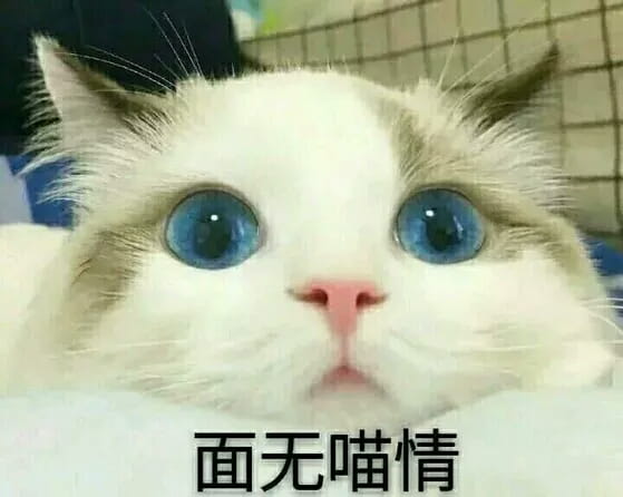 超可爱猫咪系列表情包 撒个娇萌死你