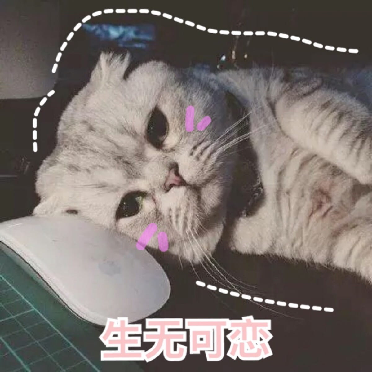 超可爱猫咪系列表情包 撒个娇萌死你