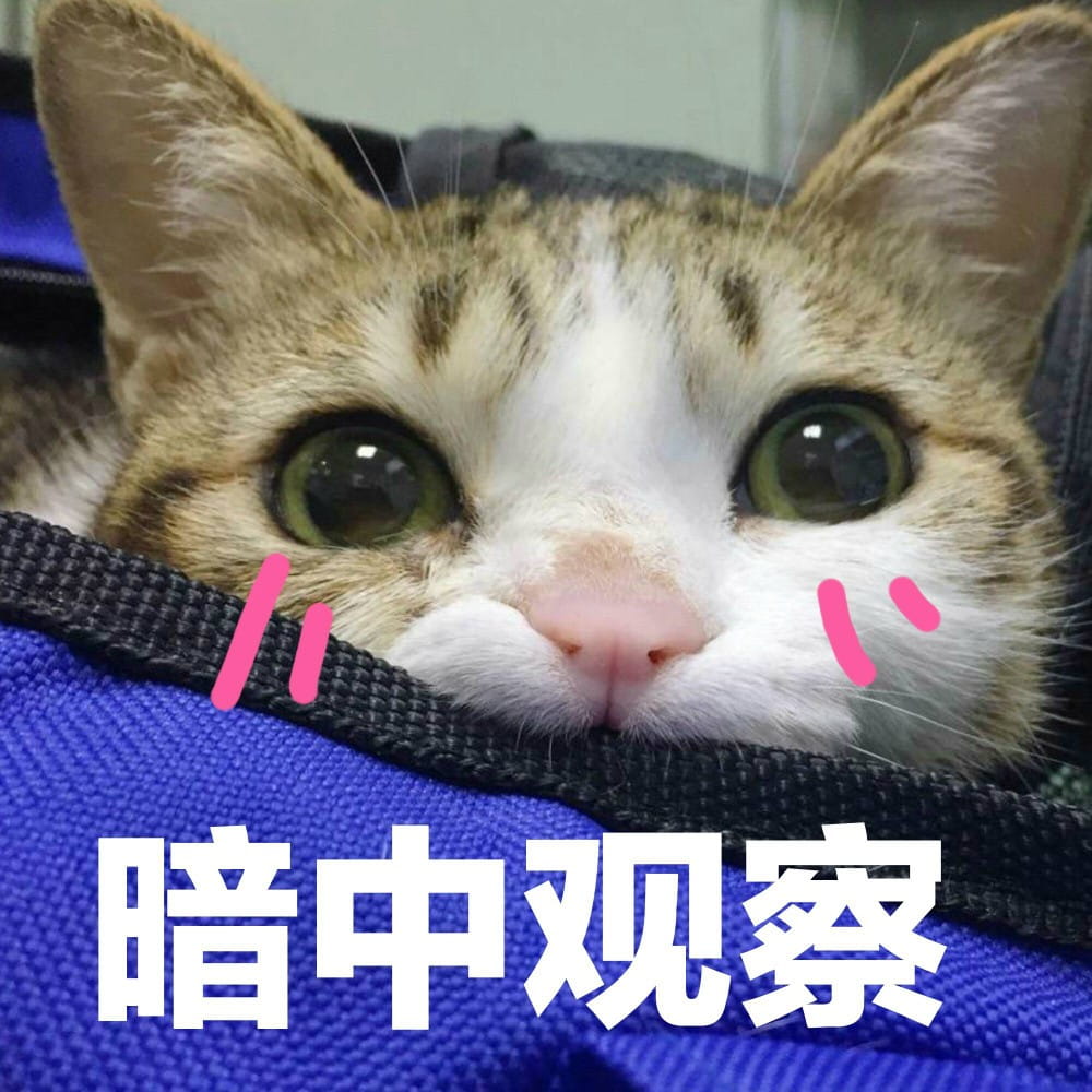超可爱猫咪系列表情包 撒个娇萌死你