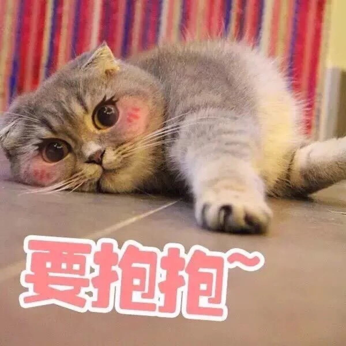 超可爱猫咪系列表情包 撒个娇萌死你