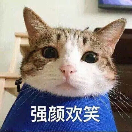 超可爱猫咪系列表情包 撒个娇萌死你