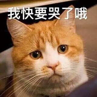 超可爱猫咪系列表情包 撒个娇萌死你