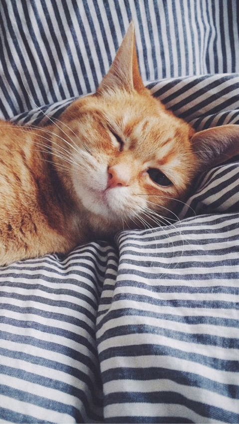 猫咪超可爱 喵星人手机壁纸下载(1)