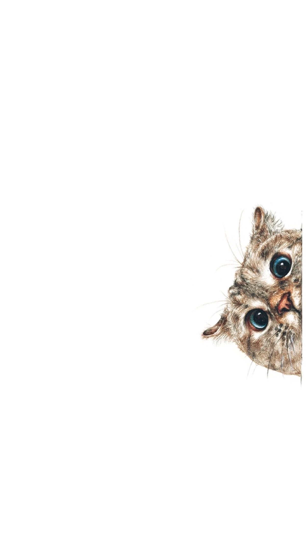 猫咪超可爱 喵星人手机壁纸下载(1)