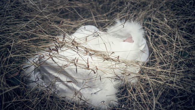 网易手游阴阳师 姑获鸟 金鸾鹤 cosplay(1)