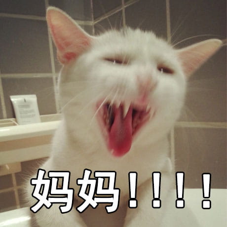 有妈在的日常 猫咪表情包